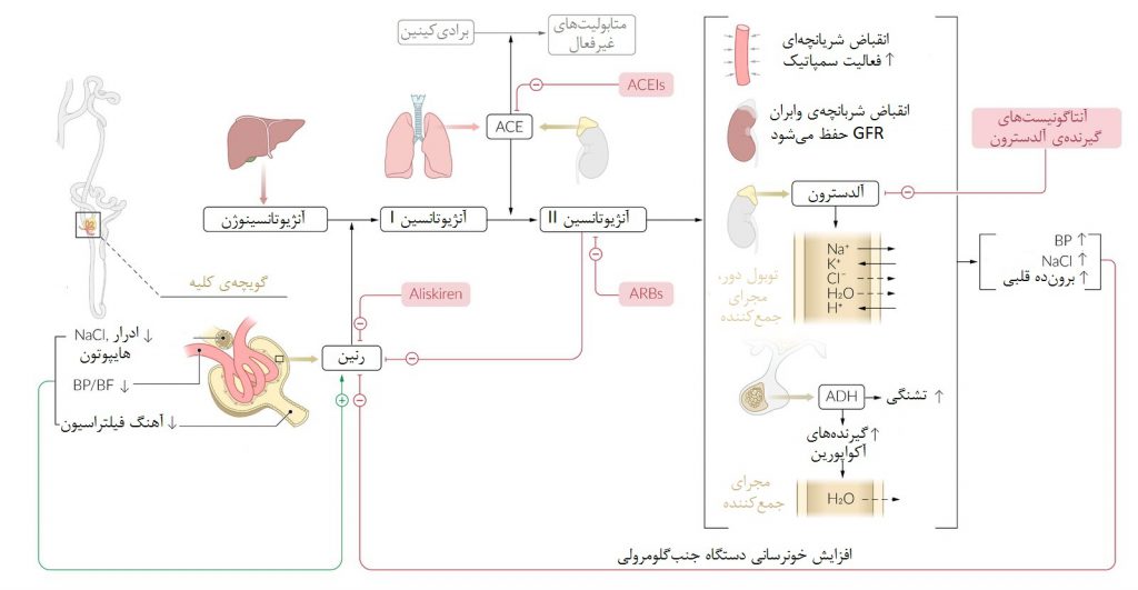 مکانیسم عملکرد: مهارکنندههای سیستم رنین-آنژیوتانسین-آلدوسترون (RAAS)