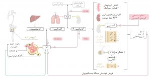 مکانیسم عملکرد: مهارکنندههای سیستم رنین-آنژیوتانسین-آلدوسترون (RAAS)