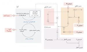 اختلالات هموستاز ثانویه