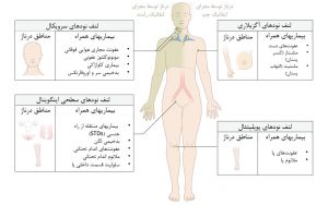 گره‌های لنفی قابل لمس