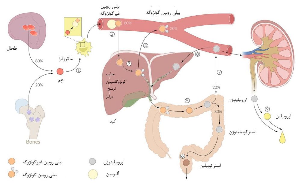 متابولیسم بیلیروبین