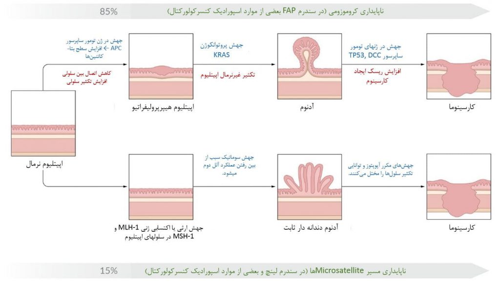 مسیرهای کارسینوژنز کولورکتال