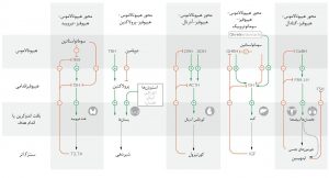 نگاه کلی به مسیرهای هورمونی