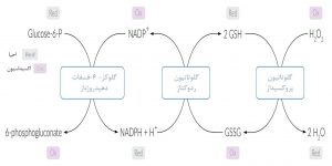 واکنش ‌گلوتاتیونی
