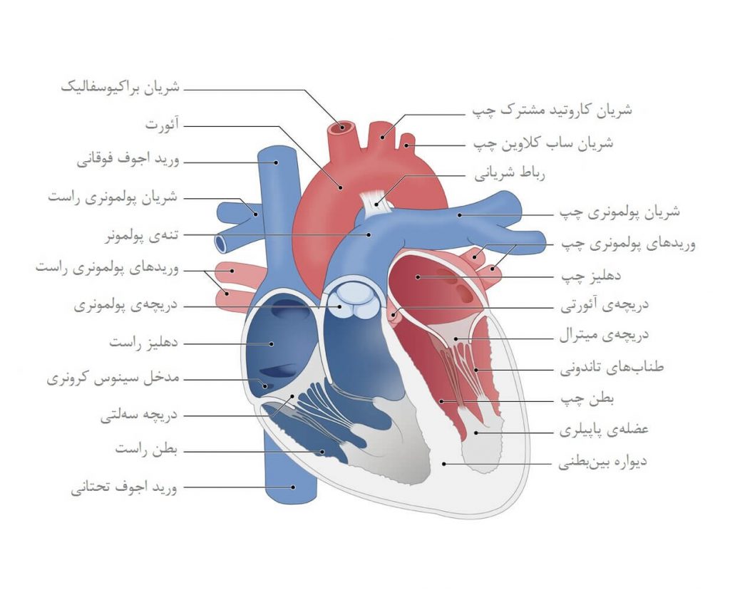 آناتومی قلب و عروق بزرگ متصل به آن