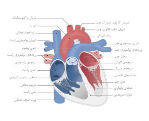 آناتومی قلب و عروق بزرگ متصل به آن