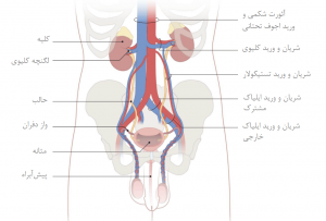مجرای ادراری و عروق بیضه