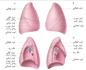 ریه‌ی راست و چپ
