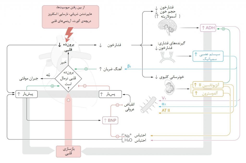 پاتوفیزیولوژی نارسایی احتقانی قلب