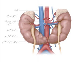 کلیه نعل اسبی