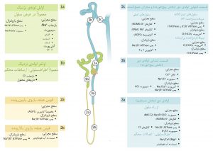 نگاهی کلی به مکانیسمهای انتقالی در توبولهای کلیه