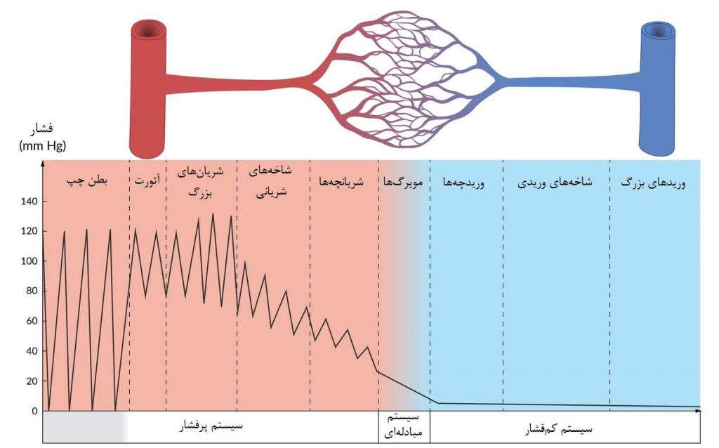 فشارخون در سراسر گردش خون سیستمیک