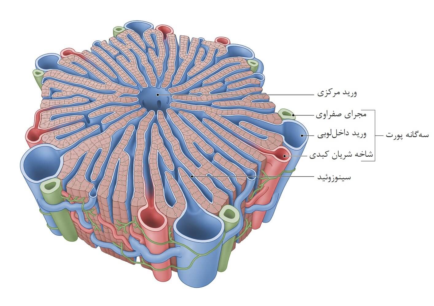 ساختار میکروسکوپی کبد: لوبول کبدی