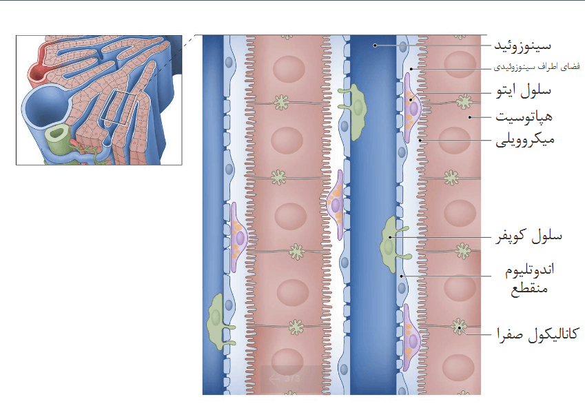 ساختار میکروسکوپی کبد: سینوزوئیدها، فضای اطراف سینوزوئید و هپاتوسیت‌ها