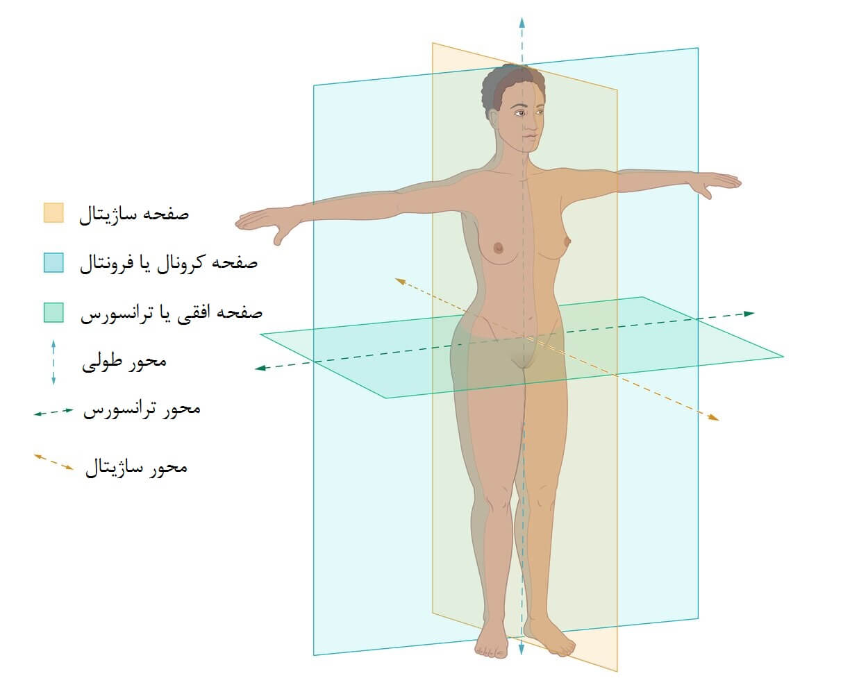 صفحات و محورهای آناتومیک