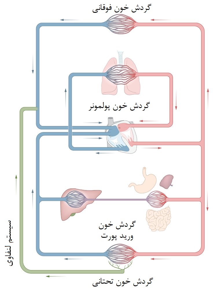 نگاه کلی به سیستم گردش خون سیستمیک، ریوی و سیستم گردش لنفاوی
