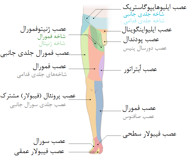 نواحی عصب‌دهی اعصاب جانبی پا (منظر شکمی)