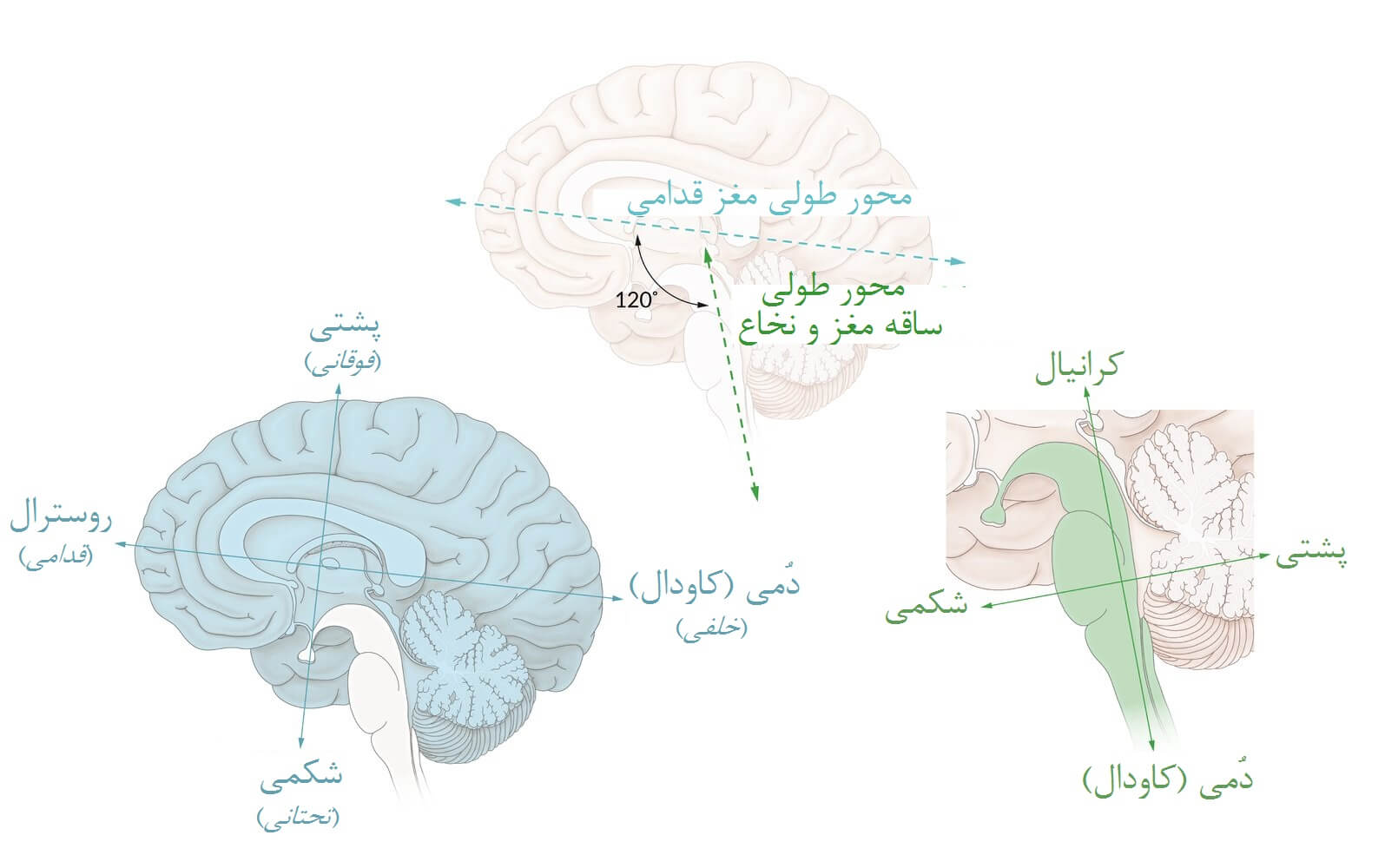 آناتومی مغز: اصطلاحات مربوط به جهت‌دهی