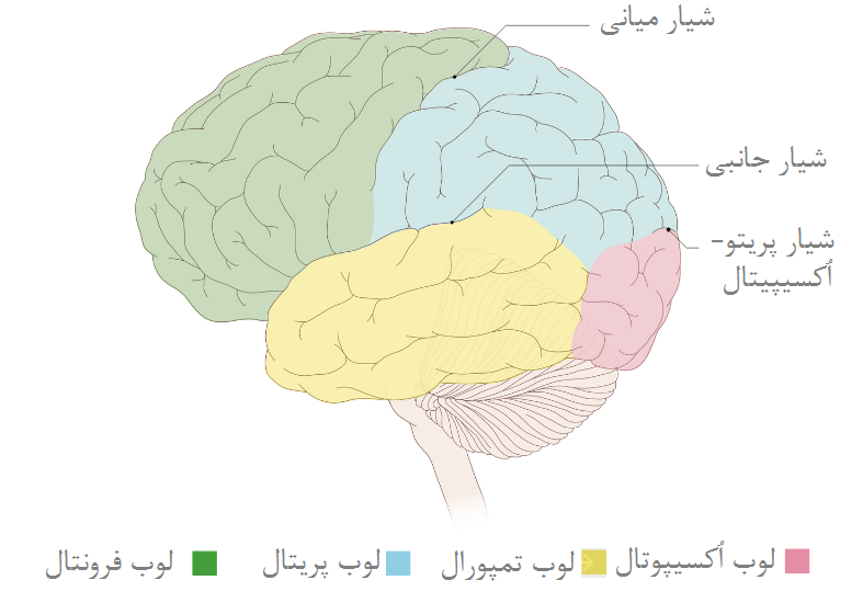 منظر جانبی از لوب‌های مغزی
