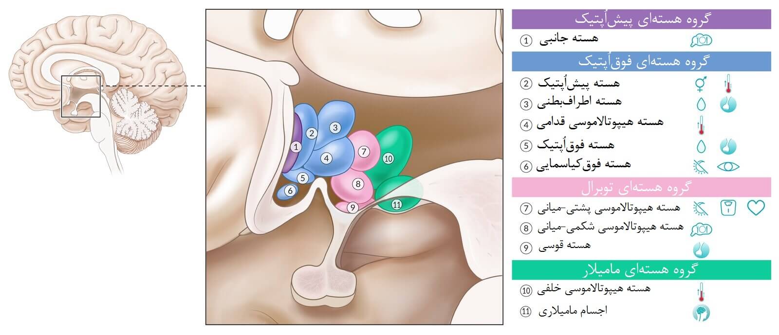 هستههای هیپوتالاموس و عملکرد آنها