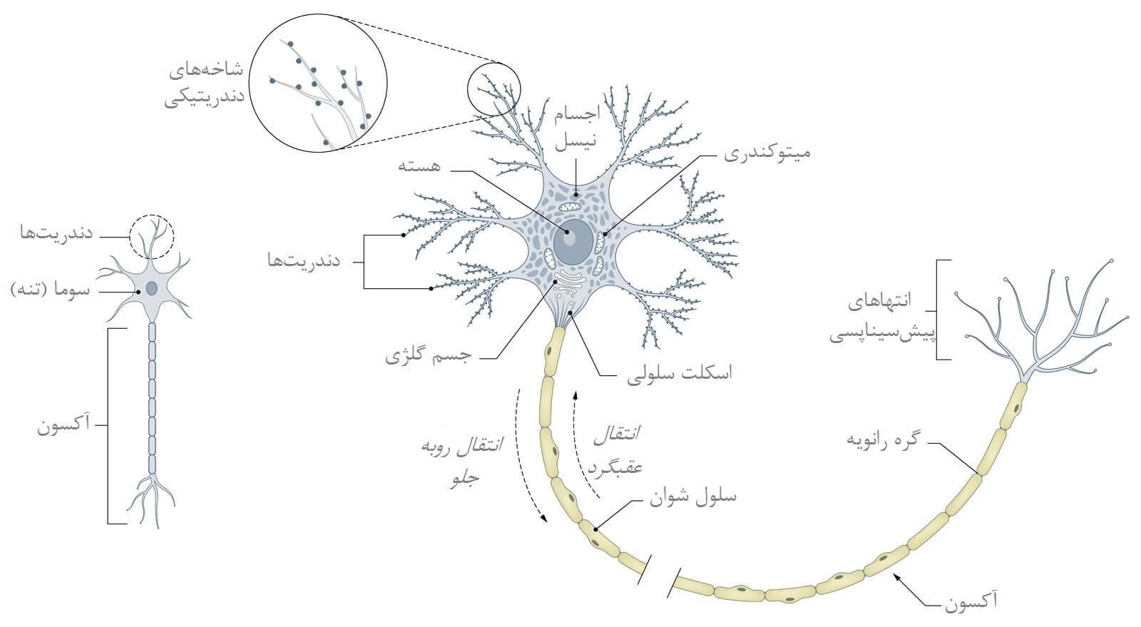 ساختار یک نورون