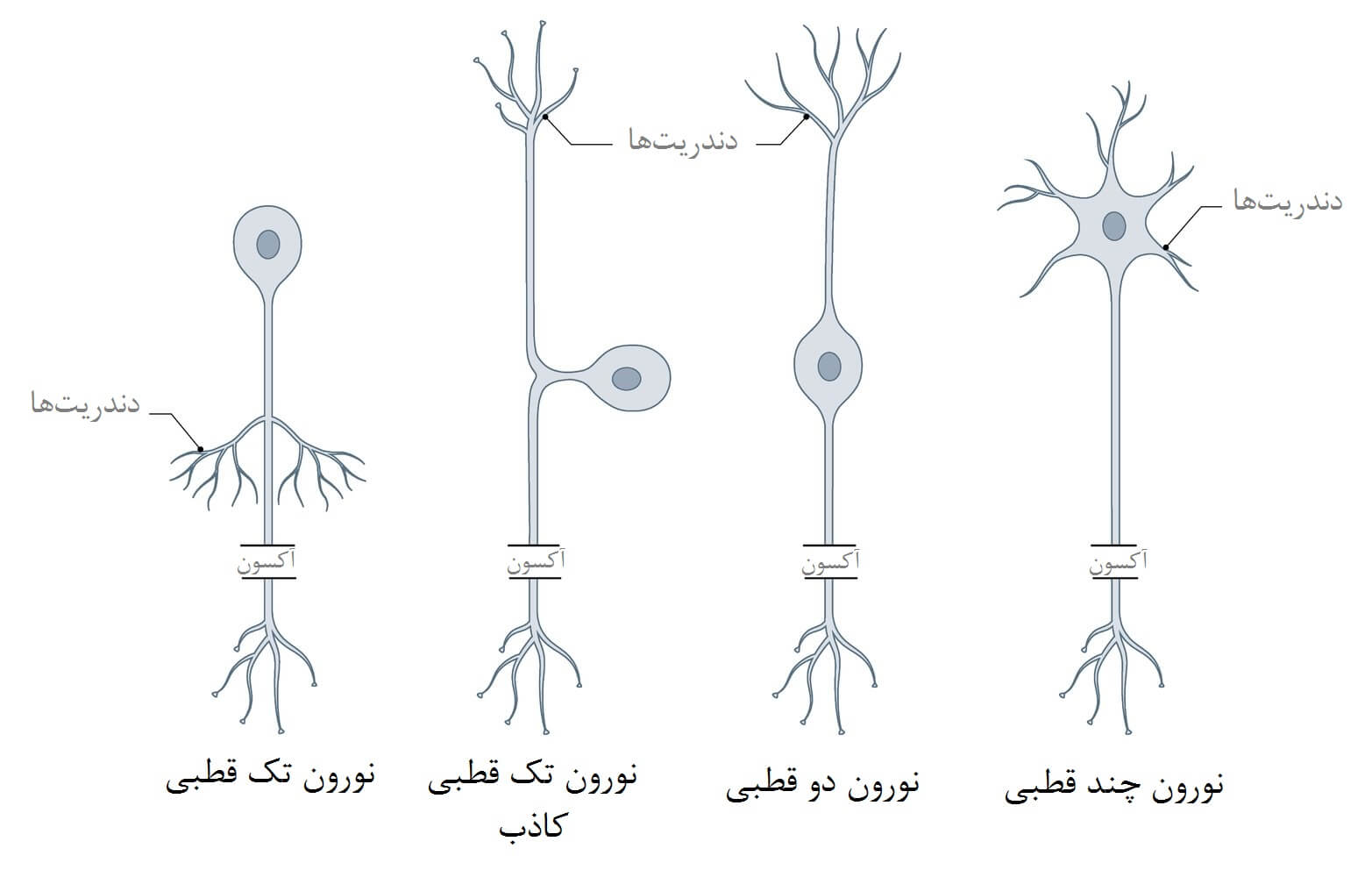 انواع نورون‌ها
