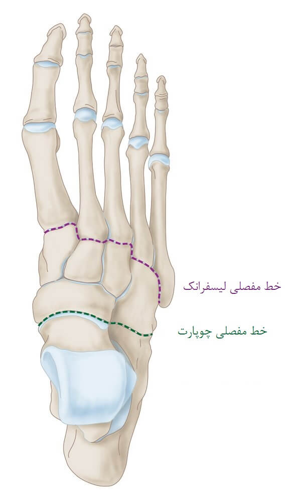 خطوط مفصلی پا