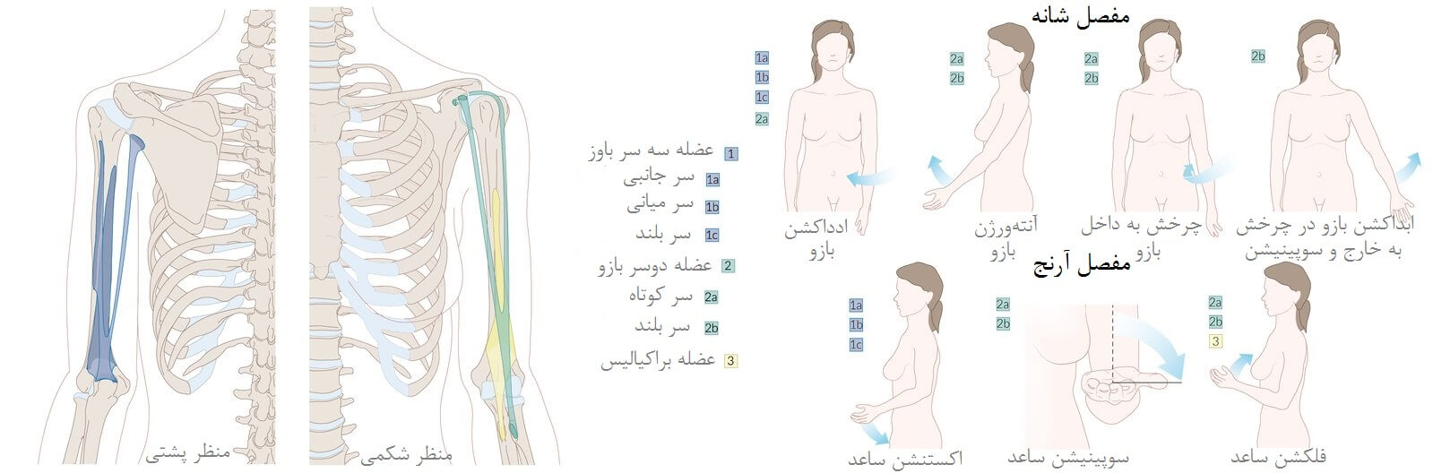 سیستم اسکلتی-عضلانی بازو