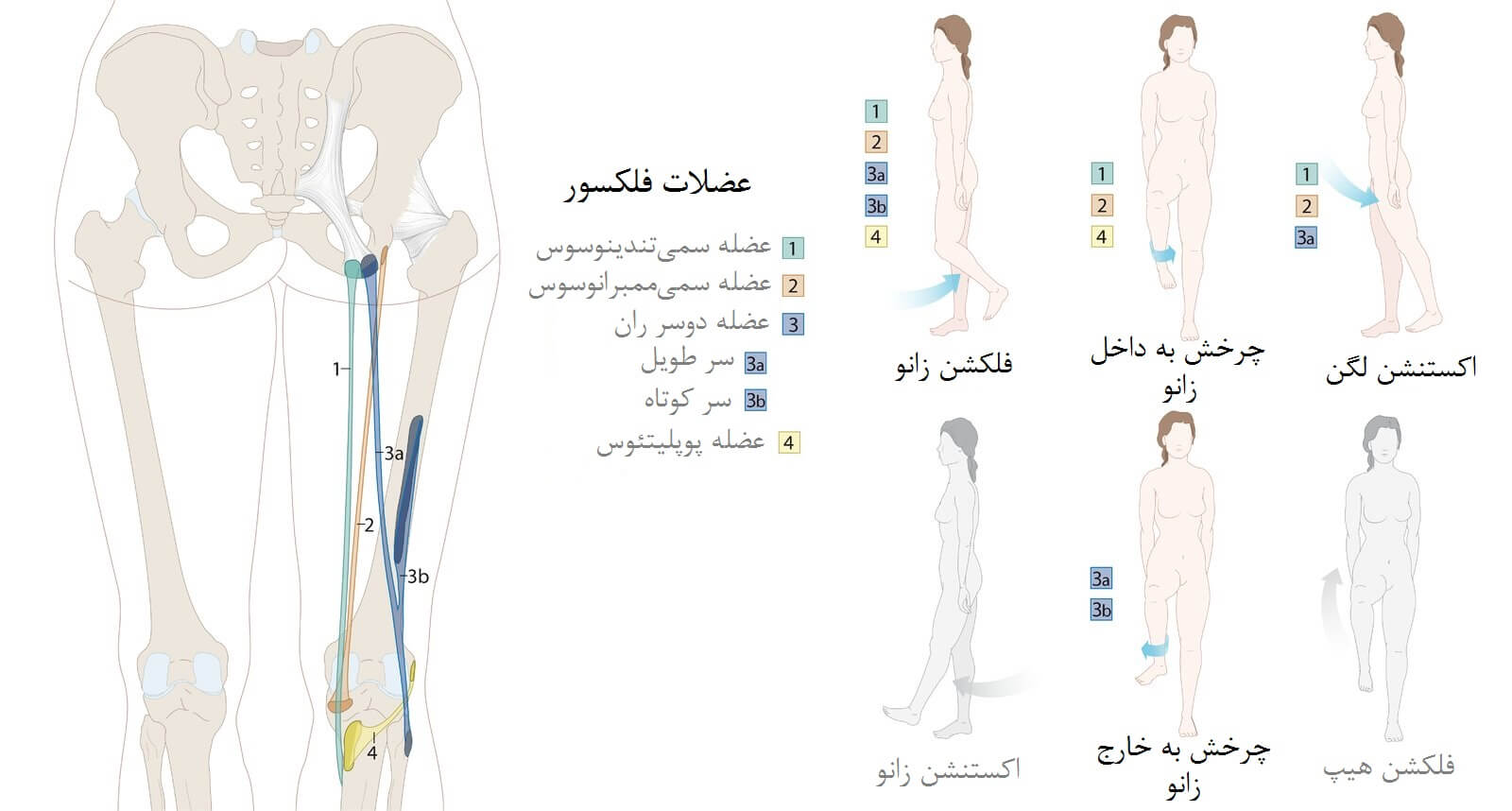 سیستم اسکلتی-عضلانی بخش پشتی ران (عضلات همسترینگ)