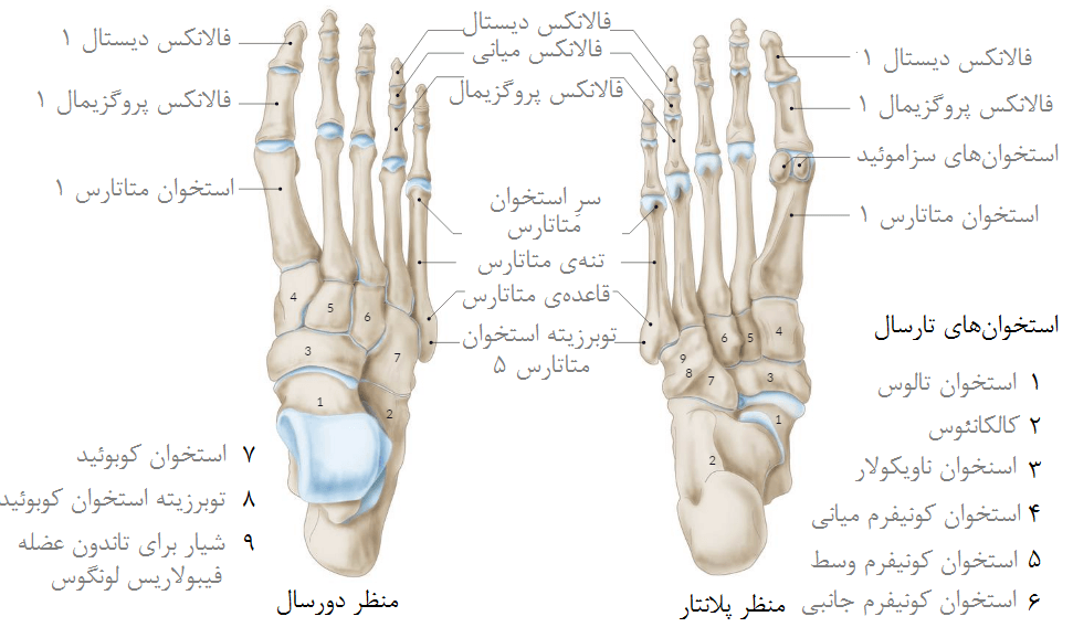 استخوان‌های کف پا (منظر پشتی و پلانتار)