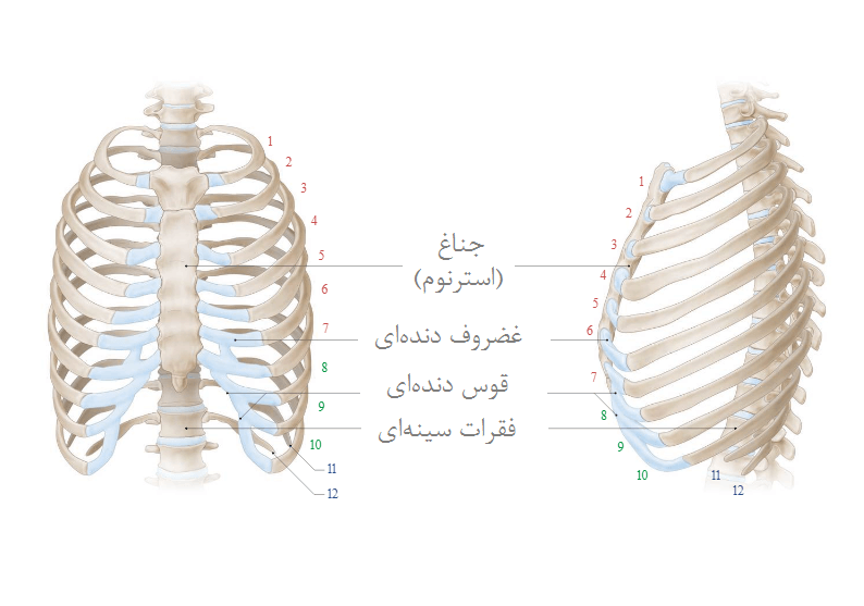 ساختارهای استخوانی توراکس