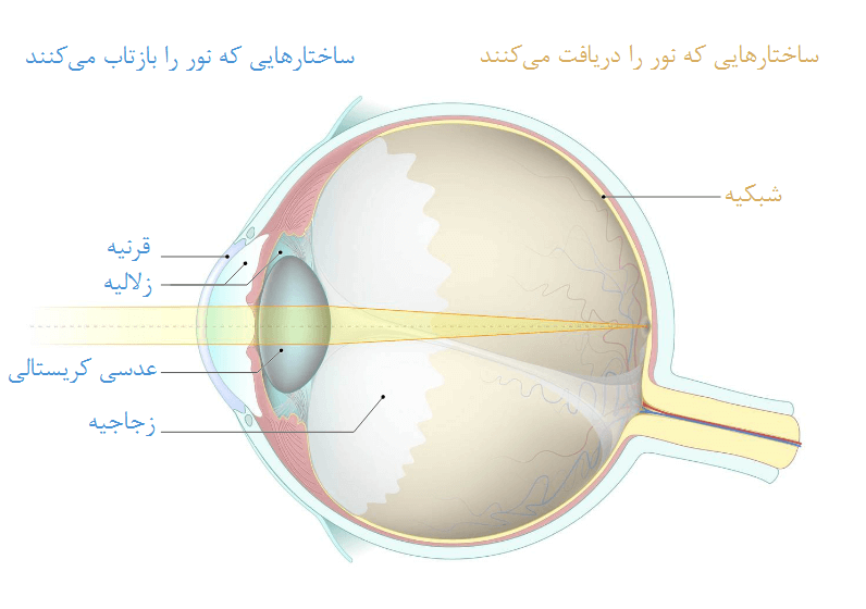 آناتومی عملکردی چشم