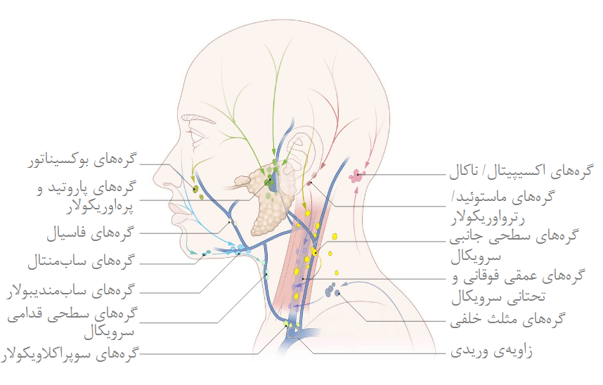 گره‌های لنفیِ سر و گردن 2