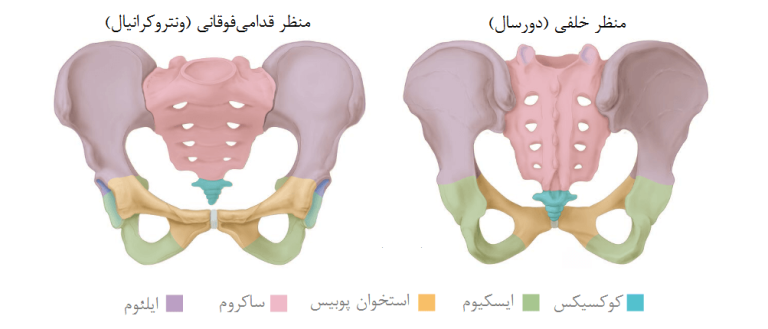 آناتومی لگن و هیپ