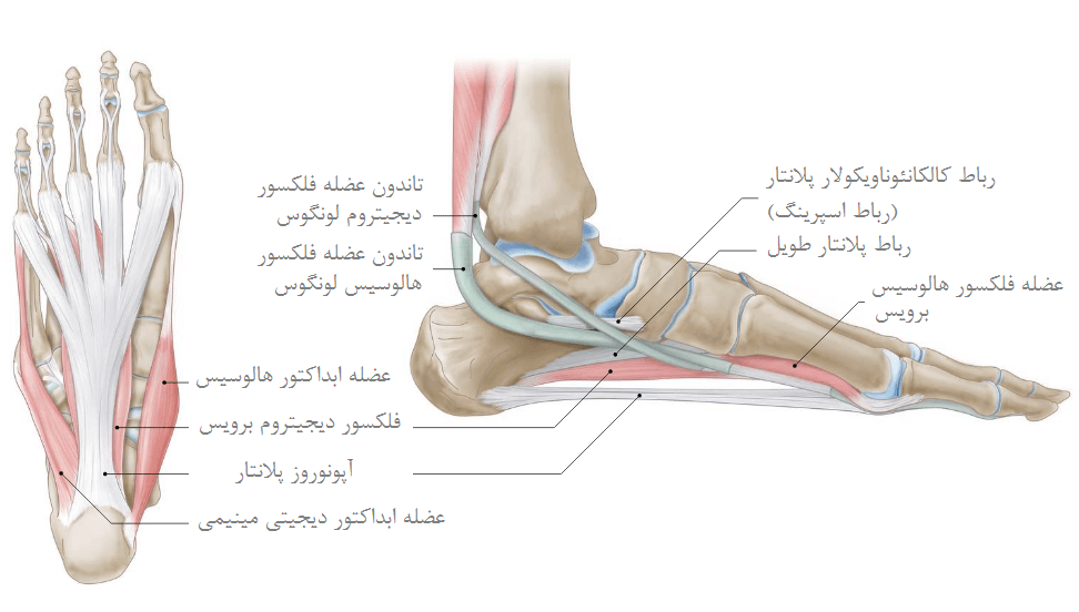 آپونوروز و قوس طولی داخلی پا